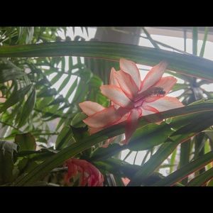 Meet your Posher, Faith